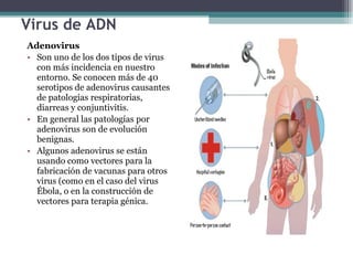 Virus de ADN  Adenovirus Son uno de los dos tipos de virus con más incidencia en nuestro entorno. Se conocen más de 40 serotipos de adenovirus causantes de patologías respiratorias, diarreas y conjuntivitis. En general las patologías por adenovirus son de evolución benignas. Algunos adenovirus se están usando como vectores para la fabricación de vacunas para otros virus (como en el caso del virus Ébola, o en la construcción de vectores para terapia génica. 