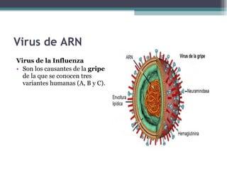 Virus de ARN Virus de la Influenza Son los causantes de la  gripe  de la que se conocen tres variantes humanas (A, B y C). 