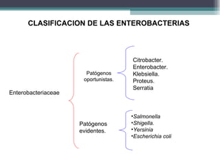 Enterobacteriaceae Patógenos oportunistas. Patógenos evidentes.  Citrobacter. Enterobacter. Klebsiella. Proteus. Serratia Salmonella Shigella. Yersinia Escherichia coli CLASIFICACION DE LAS ENTEROBACTERIAS 