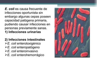 E. coli  es causa frecuente de infecciones oportunista sin embargo algunas cepas poseen capacidad patógena primaria, pudiendo causar infecciones en personas previamente sanas. 1) Infecciones urinarias 2) Infecciones intestinales E. coli  enterotoxigénico E. coli  enteropatógeno E. coli  enteroinvasivo E. coli  enterohemorrágico 