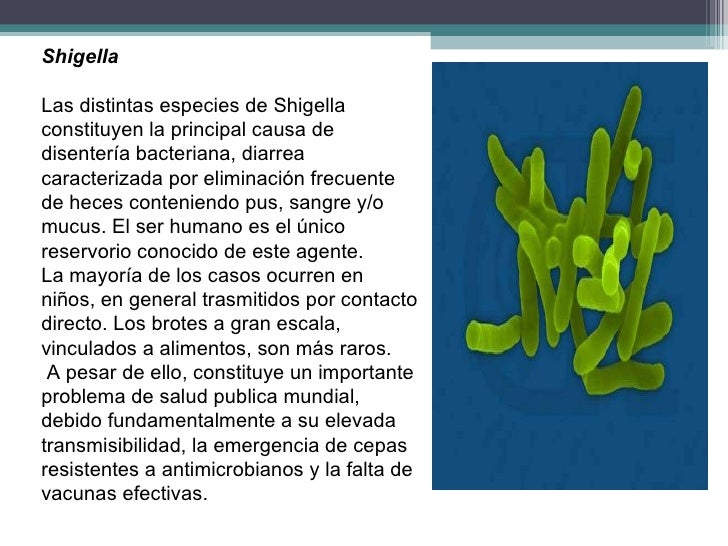 Estudio de bacterias, virus y hongos