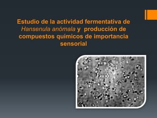 Estudio de la actividad fermentativa de
Hansenula anómala y producción de
compuestos químicos de importancia
sensorial
 