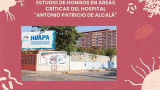 ESTUDIO DE HONGOS EN ÁREAS
CRÍTICAS DEL HOSPITAL
"ANTONIO PATRICIO DE ALCALÁ"
 