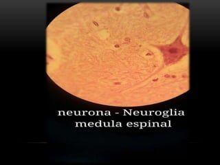 Estudio de imágenes de histologia