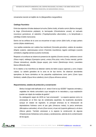 ESTUDIO DE IMPACTO AMBIENTAL DEL CENTRO RELIGIOSO, CULTURAL Y DE OBRA SOCIAL EN EL
TÉRMINO MUNICIPAL DE BURGOHONDO (ÁVILA).

únicamente mención al mejillón de río (Margaretifera margaretifera)

Catálogo Faunístico
Entre las especies ictícolas destacan la trucha (Salmo trutta), el barbo común (Barbus bocagei),
la boga (Chondrostoma polylepis), la bermejuela (Chondrostoma arcasii), el cachuelo
(Leuciscus pyrenaicus), el calandino (Tropidophoxinellus alburnoides), y la lamprehuela o
colmilleja (Cobitis maroccana).
Dentro de los anfibios de la zona se encuentran el sapo común (Bufo bufo), el sapo partero
común (Alytes obstetricans),
Los reptiles existentes son culebra lisa meridional (Coronella girondica), culebra de escalera
(Elaphe scalaris), salamanquesa común (Tarentola mauritánica), lagarto verdinegro (Lacerta
schreiberi) y lagartija serrana (Lacerta monticola).
Respecto a la avifauna se observa la presencia de cigüeña (Ciconia ciconia), carbonero común
(Parus major), rabilargo (Cyanopica cyana), urraca (Pica pica), mirlo (Turdus merula), gorrión
(Passer domesticus), abubilla (Upupa epops), pico menor (Dendrocops minor), Lavandera
blanca (Motacilla alba).
En lo relativo a los mamíferos se detectan rastros de liebre (Lepus capensis) y zorro (Vulpes
vulpes). La cabaña ganadera de la zona es de tipo bovino. Se observan abundantes
ejemplares de fauna doméstica en las pequeñas explotaciones como perro (Canis lupus
familiaris), caballo (Equus ferus caballus) y burro (Equus africanus asinus)

Requerimientos, estados de protección y conservación
-

Barbus bocagei está tipificada en el anexo 6 de la Ley 42/2007 “especies animales y
vegetales de interés comunitario cuya recogida en la naturaleza y cuya explotación
pueden ser objeto de medidas de gestión”.
Su catalogación según de UICN es “casi amenazado”. La especie aparece como no
amenazada en el libro rojo de vertebrados españoles. Es localmente abundante
aunque en estado de regresión, la principal amenaza es la introducción de
depredadores foráneos como el pez gato (Ameiurus melas), la perca americana
(Micropterus salmoides), el lucio (Esox lucius), el pez sol (Lepomis gibbosus) o el siluro
(Silurus glanis). También amenazan a la especie la construcción de algunas
infraestructuras hidráulicas como presas y canalizaciones, además de la contaminación
de las aguas.

C/ Isabel Colbrand 10, planta 5ª, oficina 134, 28050, Madrid. 91 570 49 81 info@allpe.com - www.allpe.com

68

 