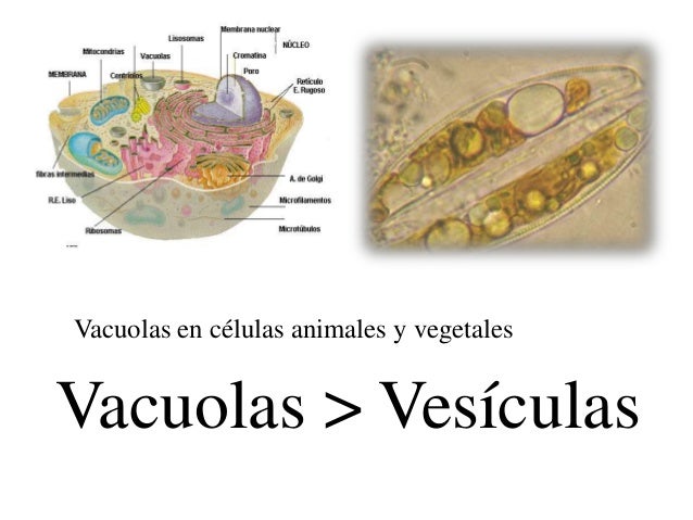 Funcion De Las Vesiculas En La Celula Eucariota Consejos