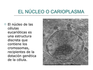 Estudio de la célula animal | PPT