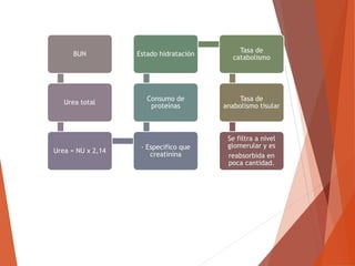 BUN
Urea total
Urea = NU x 2,14
- Especifico que
creatinina
Consumo de
proteínas
Estado hidratación
Tasa de
catabolismo
Tasa de
anabolismo tisular
Se filtra a nivel
glomerular y es
reabsorbida en
poca cantidad.
 