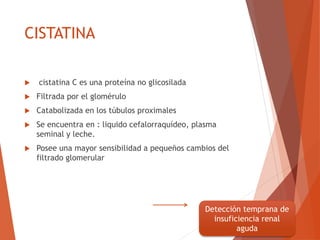 CISTATINA
 cistatina C es una proteína no glicosilada
 Filtrada por el glomérulo
 Catabolizada en los túbulos proximales
 Se encuentra en : liquido cefalorraquídeo, plasma
seminal y leche.
 Posee una mayor sensibilidad a pequeños cambios del
filtrado glomerular
Detección temprana de
insuficiencia renal
aguda
 