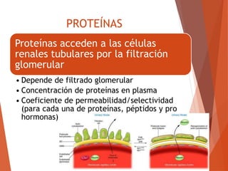 PROTEÍNAS
Proteínas acceden a las células
renales tubulares por la filtración
glomerular
• Depende de filtrado glomerular
• Concentración de proteínas en plasma
• Coeficiente de permeabilidad/selectividad
(para cada una de proteínas, péptidos y pro
hormonas)
 
