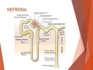 NEFRONA
 