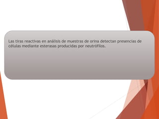 Las tiras reactivas en análisis de muestras de orina detectan presencias de
células mediante esterasas producidas por neutrófilos.
 