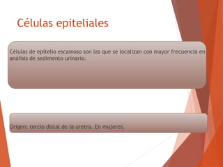 Células epiteliales
Células de epitelio escamoso son las que se localizan con mayor frecuencia en
análisis de sedimento urinario.
Origen: tercio distal de la uretra. En mujeres.
 