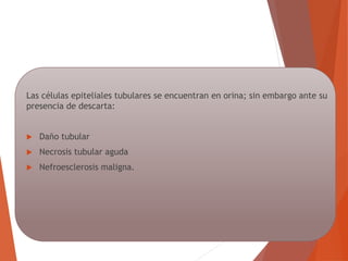 Las células epiteliales tubulares se encuentran en orina; sin embargo ante su
presencia de descarta:
 Daño tubular
 Necrosis tubular aguda
 Nefroesclerosis maligna.
 