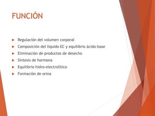 FUNCIÓN
 Regulación del volumen corporal
 Composición del líquido EC y equilibrio ácido-base
 Eliminación de productos de desecho
 Síntesis de hormona
 Equilibrio hidro-electrolítico
 Formación de orina
 