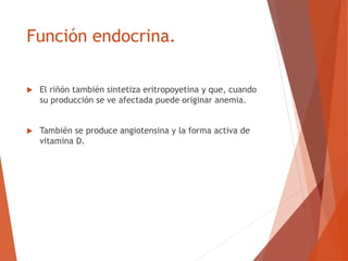 Función endocrina.
 El riñón también sintetiza eritropoyetina y que, cuando
su producción se ve afectada puede originar anemia.
 También se produce angiotensina y la forma activa de
vitamina D.
 