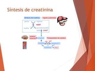 Síntesis de creatinina
 