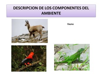 Fauna
DESCRIPCION DE LOS COMPONENTES DEL
AMBIENTE
 