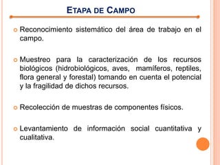 ETAPA DE CAMPO
 Reconocimiento sistemático del área de trabajo en el
campo.
 Muestreo para la caracterización de los recursos
biológicos (hidrobiológicos, aves, mamíferos, reptiles,
flora general y forestal) tomando en cuenta el potencial
y la fragilidad de dichos recursos.
 Recolección de muestras de componentes físicos.
 Levantamiento de información social cuantitativa y
cualitativa.
 
