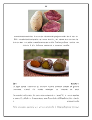 11
Como el caso del banco mundial que desarrollo el programa vita A en el 2001 en
África introduciendo variedades de camote amarillo y así mejorar es suministro de
vitamina A en esas poblaciones altamente desnutridas. Es el vegetal que contiene más
vitamina A y es de la que mas carece la población mundial.
Otros beneficios
En Japón donde se reconoce su alto valor nutritivo siembran camotes en grandes
cantidades, cuando los tifones destruyen las cosechas de arroz.
De acuerdo con los datos del centro internacional de la papa (CIP), el camote ayuda a
la prevención del cáncer de estómago y las enfermedades del hígado también retardan
el envejecimiento.
Tiene una acción calmante y es un buen emoliente. El follaje del camote tiene aun
 