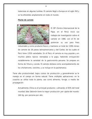 8
tuberosas en algunas tumbas. El camote llegó a Europa en el siglo XVI y
se ha difundido ampliamente en todo el mundo.
Planta de camote
El CIP (Centro Internacional de la
Papa, en el Perú) inició sus
trabajos de investigación sobre el
camote en 1986, con el fin de
potenciar su uso para fines
industriales y como producto fresco y mantiene un total de 3.096 clones
de camote de 18 países latinoamericanos y del Caribe, de los cuales el
Perú tiene 2,016 variedades. En el Perú, el camote es muy popular y en
muchos platos típicos reemplaza a la papa, habiendo enriquecido
notablemente la variedad de la gastronomía peruana. Se prepara en
forma de fritura y cocida. El camote destaca como acompañamiento de
los chicharrones, ceviches, y se incluye en la pachamanca.
Tiene alta productividad, bajos costos de producción y generalmente se le
maneja en el campo en forma natural. Tiene múltiples aplicaciones: en la
cosecha se utiliza toda la planta, sea como alimento, forraje, o medio de
propagación.
Actualmente, China es el principal productor, cultivando el 83% del total
mundial; Islas Salomón tiene la mayor producción per cápita del mundo:
160 Kg. por persona por año.
 