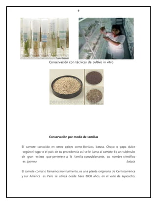 9
Conservación con técnicas de cultivo in vitro
Conservación por medio de semillas
El camote conocido en otros países como Boniato, batata. Chaco o papa dulce
según el lugar o el país de su procedencia así se le llama al camote. Es un tubérculo
de gran estima que pertenece a la familia convulsionante, su nombre científico
es ipomea batata.
El camote como lo llamamos normalmente, es una planta originaria de Centroamérica
y sur América es Perú se utiliza desde hace 8000 años, en el valle de Ayacucho,
 