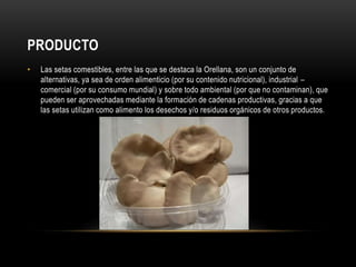 PRODUCTO 
• Las setas comestibles, entre las que se destaca la Orellana, son un conjunto de 
alternativas, ya sea de orden alimenticio (por su contenido nutricional), industrial – 
comercial (por su consumo mundial) y sobre todo ambiental (por que no contaminan), que 
pueden ser aprovechadas mediante la formación de cadenas productivas, gracias a que 
las setas utilizan como alimento los desechos y/o residuos orgánicos de otros productos. 
 