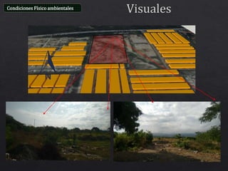 Condiciones Físico ambientales
 