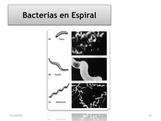 Bacterias en Espiral
01/10/2023 10
 