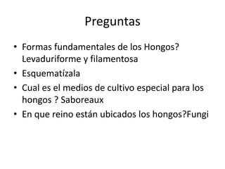 Preguntas
• Formas fundamentales de los Hongos?
Levaduriforme y filamentosa
• Esquematízala
• Cual es el medios de cultivo especial para los
hongos ? Saboreaux
• En que reino están ubicados los hongos?Fungi
 