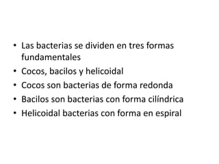 • Las bacterias se dividen en tres formas
fundamentales
• Cocos, bacilos y helicoidal
• Cocos son bacterias de forma redonda
• Bacilos son bacterias con forma cilíndrica
• Helicoidal bacterias con forma en espiral
 