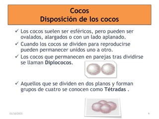 Cocos
Disposición de los cocos
 Los cocos suelen ser esféricos, pero pueden ser
ovalados, alargados o con un lado aplanado.
 Cuando los cocos se dividen para reproducirse
pueden permanecer unidos uno a otro.
 Los cocos que permanecen en parejas tras dividirse
se llaman Diplococos.
 Aquellos que se dividen en dos planos y forman
grupos de cuatro se conocen como Tétradas .
01/10/2023 4
 