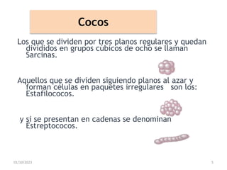 Cocos
Los que se dividen por tres planos regulares y quedan
divididos en grupos cúbicos de ocho se llaman
Sarcinas.
Aquellos que se dividen siguiendo planos al azar y
forman células en paquetes irregulares son los:
Estafilococos.
y si se presentan en cadenas se denominan
Estreptococos.
01/10/2023 5
 