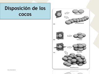 Disposición de los
cocos
01/10/2023 6
 