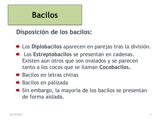 Bacilos
Disposición de los bacilos:
Los Diplobacilos aparecen en parejas tras la división.
Los Estreptobacilos se presentan en cadenas.
Existen aún otros que son ovalados y se parecen
tanto a los cocos que se llaman Cocobacilos.
Bacilos en letras chinas
Bacilos en palizada
Sin embargo, la mayoría de los bacilos se presentan
de forma aislada.
01/10/2023 7
 