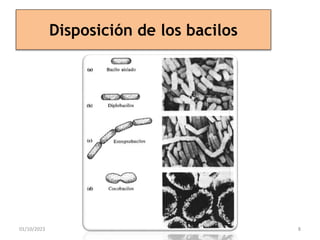 Disposición de los bacilos
01/10/2023 8
 