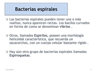 Bacterias espirales
Las bacterias espirales pueden tener una o más
vueltas; nunca aparecen rectas. Los bacilos curvados
en forma de coma se denominan vibrios .
Otros, llamados Espirilos, poseen una morfología
helicoidal característica, que recuerda un
sacacorchos, con un cuerpo celular bastante rígido .
Hay aún otro grupo de bacterias espirales llamadas
Espiroquetas.
01/10/2023 9
 