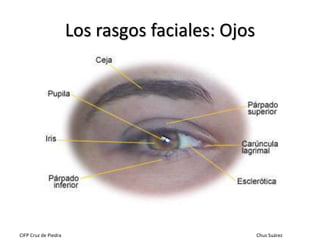 Los rasgos faciales: Ojos

CIFP Cruz de Piedra

Chus Suárez

 