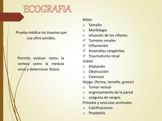 Prueba médica no invasiva que
usa ultra sonidos.
Permite evaluar tanto la
corteza como la medula
renal y determinar litiasis.
Riñón
o Tamaño
o Morfología
o situación de los riñones
 Tumores renales
 Inflamación
 Anomalías congénitas
 Traumatismo renal
Uréter
o Dilatación
o Obstrucción
o Estenosis
Vejiga: (forma, tamaño, grosor)
o Tumor vesical
o engrosamiento de la pared
o coágulos de sangre.
Próstata y vesículas seminales
o Calcificaciones
o Prostatitis
 