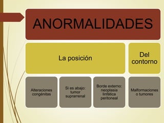 ANORMALIDADES
La posición
Alteraciones
congénitas
Si es abajo:
tumor
suprarrenal
Borde externo:
neoplasia
linfática
peritoneal
Del
contorno
Malformaciones
o tumores
 