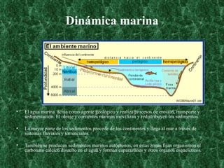 Dinámica marina El agua marina  actúa como agente geológico y realiza procesos de erosión, transporte y sedimentación. El oleaje y corrientes marinas movilizan y redistribuyen los sedimentos.  La mayor parte de los sedimentos procede de los continentes y llega al mar a través de sistemas fluviales y torrenciales.  También se producen sedimentos marinos autóctonos, en estas zonas fijan organismos el carbonato cálcico disuelto en el agua y forman caparazones y otros órganos esqueléticos.  