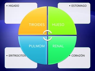 • CORAZÓN• ERITROCITOS
• ESTOMAGO• HIGADO
TIROIDES HUESO
RENALPULMOM
 