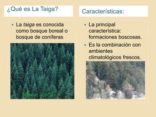 ¿Qué es La Taiga? Características:
 La taiga es conocida
como bosque boreal o
bosque de coníferas
 La principal
característica:
formaciones boscosas.
 Es la combinación con
ambientes
climatológicos frescos.
 