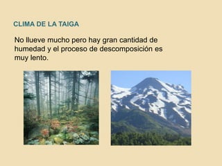 CLIMA DE LA TAIGA
No llueve mucho pero hay gran cantidad de
humedad y el proceso de descomposición es
muy lento.
 