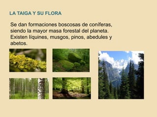 LA TAIGA Y SU FLORA
Se dan formaciones boscosas de coníferas,
siendo la mayor masa forestal del planeta.
Existen líquines, musgos, pinos, abedules y
abetos.
 