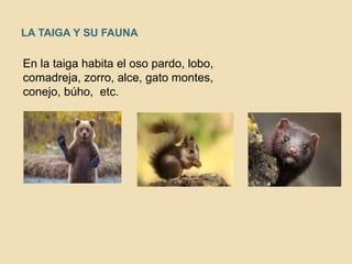 LA TAIGA Y SU FAUNA
En la taiga habita el oso pardo, lobo,
comadreja, zorro, alce, gato montes,
conejo, búho, etc.
 
