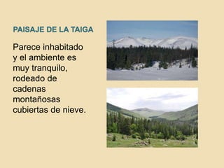 PAISAJE DE LA TAIGA
Parece inhabitado
y el ambiente es
muy tranquilo,
rodeado de
cadenas
montañosas
cubiertas de nieve.
 