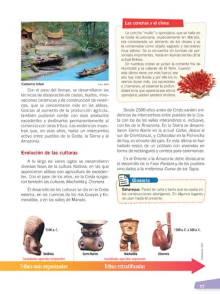   17
Con el paso del tiempo, se desarrollaron las
técnicas de elaboración de cestos, tejidos, inno-
vaciones cerámicas y de construcción de vivien-
das, que se concentraron más en las aldeas.
Gracias al aumento de la producción agrícola,
también pudieron contar con esos productos
excedentes y destinarlos permanentemente al
comercio con otras tribus. Las evidencias mues-
tran que, en esos años, había un intercambio
activo entre pueblos de la Costa, la Sierra y la
Amazonía.
Evolución de las culturas
A lo largo de varios siglos se desarrollaron
diversas fases de la cultura Valdivia, en las que
aparecieron aldeas con agricultura de exceden-
tes. Con el paso de los años, en la Costa surgie-
ron también las culturas Machalilla y Chorrera.
El desarrollo de las culturas se dio en la Costa
externa, en las cuencas de los ríos Guayas y Es-
meraldas, y en los valles de Manabí.
Desde 2500 años antes de Cristo existen evi-
dencias de intercambios entre pueblos de la Cos-
ta con los de los valles interandinos e, inclusive,
con los de la Amazonía. En la Sierra se desarro-
llaron Cerro Narrío en la actual Cañar, Alausí al
sur de Chimborazo, y Cotocollao en la Pichincha
de hoy, en el norte del país. En esta última se han
hallado restos de un poblado con viviendas en
forma de rectángulos y centros para ceremonias.
En el Oriente o la Amazonía debe destacarse
el desarrollo de la Fase Pastaza y de los pueblos
vinculados a la misteriosa Cueva de los Tayos.
Las conchas y el clima
La concha “mullo” o spondylus, que se halla en
la Costa ecuatoriana, especialmente en Manabí,
era considerada un alimento de los dioses y se
la conservaba como objeto sagrado y decorativo
muy valioso. Se la encuentra en tumbas de per-
sonajes importantes, hasta en lejanas tierras de la
actual Bolivia.
En nuestras costas se juntan la corriente fría de
Humboldt y la caliente de El Niño. Cuando
esta última viene con más fuerza, ese
año hay más lluvias y por ello los in-
viernos duran más. Los sacerdotes
o chamanes, al observar la profun-
didad en la que aparecía ese año la
spondylus, podían predecir el clima.
Bahareque. Pared de caña y barro que se usaba en
las construcciones aborígenes. En algunos lugares
se usan hasta el presente.
Glosario
1300 a. C. 1300 a. C. a 500 a. C.
Sociedades agrícolas superiores
Tribus estratiﬁcadas
Sociedades agrícolas incipientes
Tribus más organizadas
Cerro NarríoValdivia Machalilla Chorrera
Foto: MNQComercio tribal
Elaboración:CEN
ÉPOCA ABORIGEN;pp. 1-28.indd 17 13/07/16 13:12
 