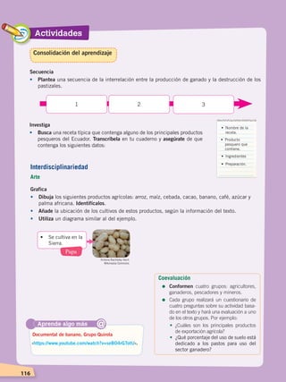 Actividades
116
Secuencia
•	Plantea una secuencia de la interrelación entre la producción de ganado y la destrucción de los
pastizales.
1 2 3
Investiga
•	Busca una receta típica que contenga alguno de los principales productos
pesqueros del Ecuador. Transcríbela en tu cuaderno y asegúrate de que
contenga los siguientes datos:
Grafica
•	Dibuja los siguientes productos agrícolas: arroz, maíz, cebada, cacao, banano, café, azúcar y
palma africana. Identifícalos.
•	 Añade la ubicación de los cultivos de estos productos, según la información del texto.
•	 Utiliza un diagrama similar al del ejemplo.
•	 Nombre de la
receta.
•	 Producto
pesquero que
contiene.
•	 Ingredientes
•	 Preparación.
Aprende algo más
‹https://www.youtube.com/watch?v=seB04rGTotU›.
Documental de banano, Grupo Quirola
@
• 	 Se cultiva en la
Sierra.
Papa
Victoria Rachitzky Hoch
Wikimedia Commons
Consolidación del aprendizaje
Interdisciplinariedad
Arte
Coevaluación
=	Conformen cuatro grupos: agricultores,
ganaderos, pescadores y mineros.
=	Cada grupo realizará un cuestionario de
cuatro preguntas sobre su actividad basa-
do en el texto y hará una evaluación a uno
de los otros grupos. Por ejemplo:
•	 ¿Cuáles son los principales productos
de exportación agrícola?
•	 ¿Qué porcentaje del uso de suelo está
dedicado a los pastos para uso del
sector ganadero?
ECONOMÍA DEL ECUADOR; pp.108-145 .indd 116 13/07/16 16:38
 