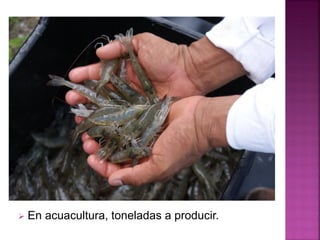  En acuacultura, toneladas a producir.
 